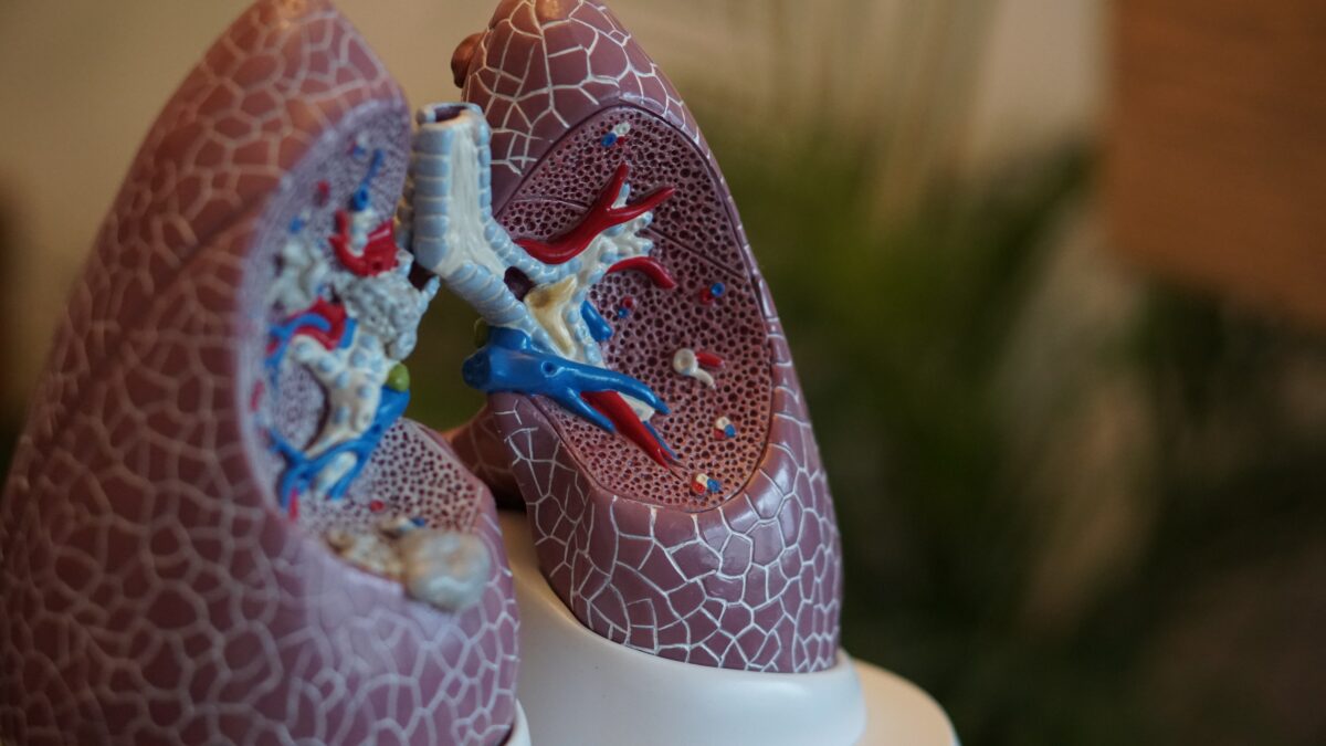 Medical Lungs